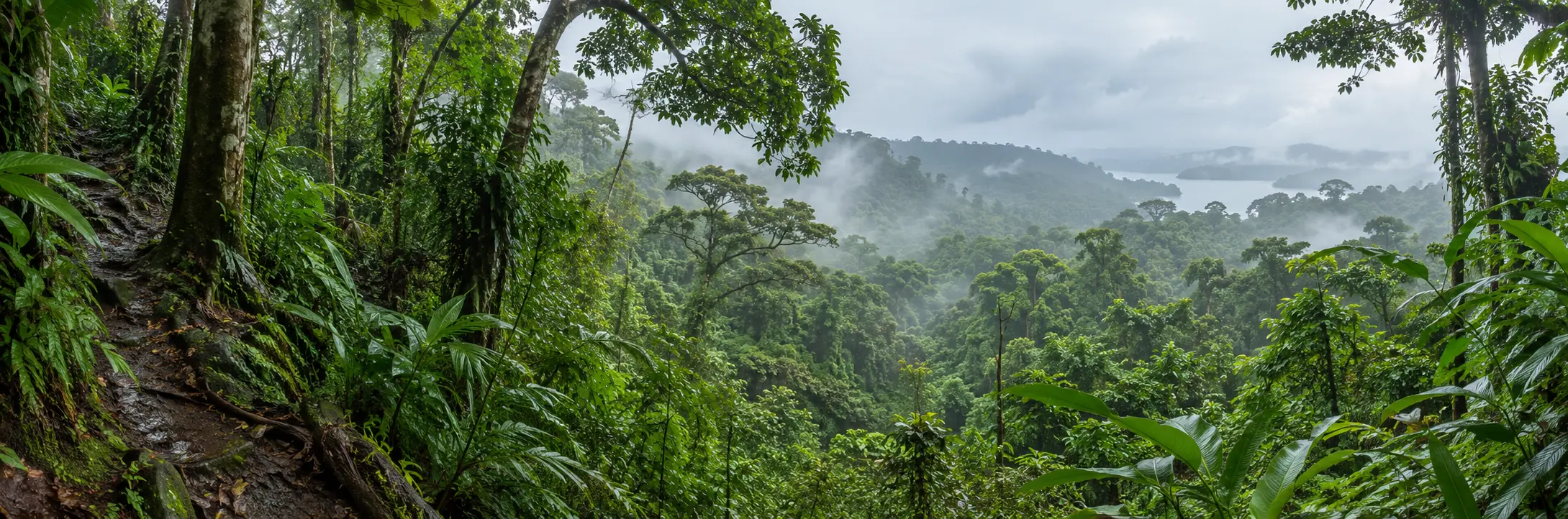 Panoramic view across tropical forest and water in Panama